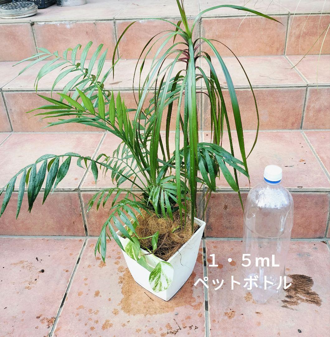 プランター植え　観葉植物　４種類　寄せ植えヤマト便発送　鉢に使用感あり