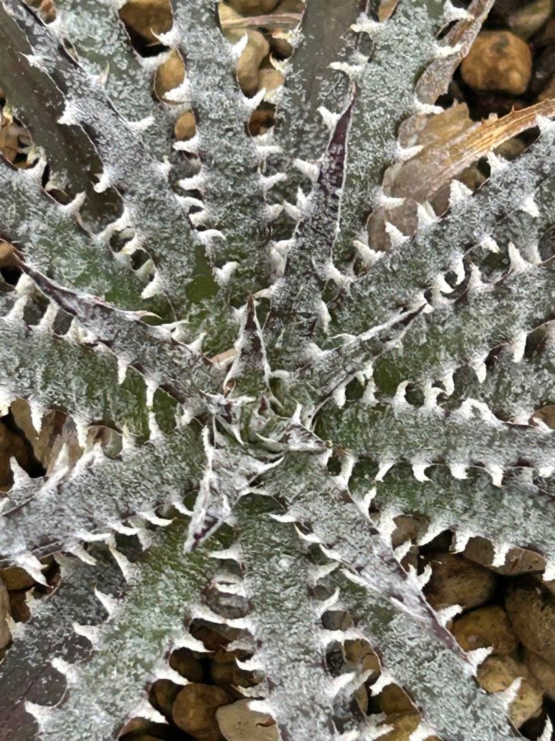 本物 原種 ディッキア Dyckia fosteriana rubra ⑵