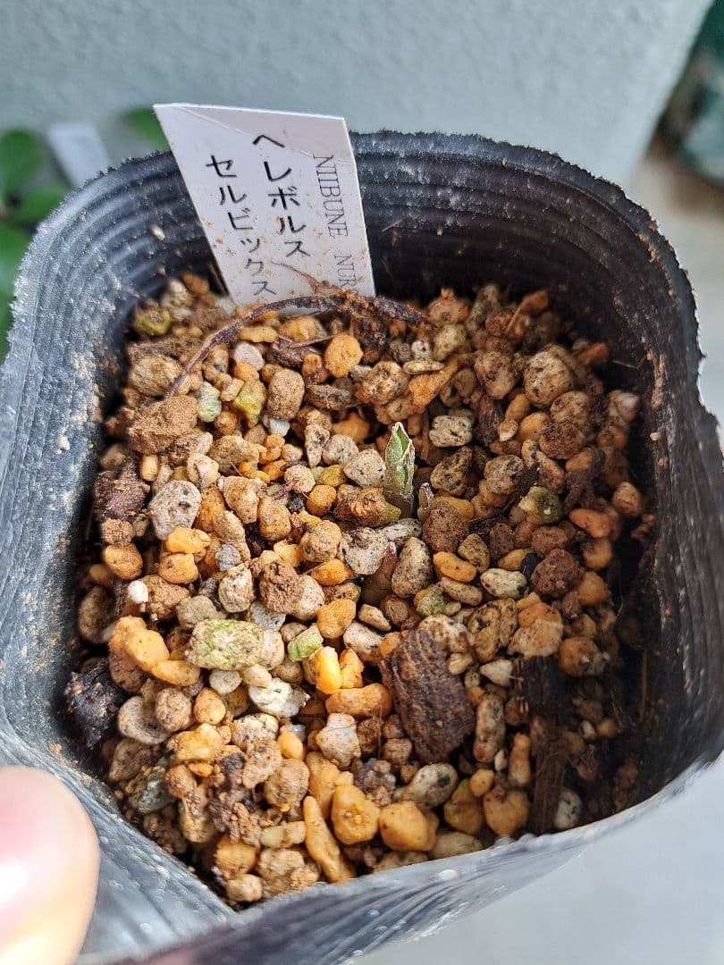 クリスマスローズ 原種 6株セット