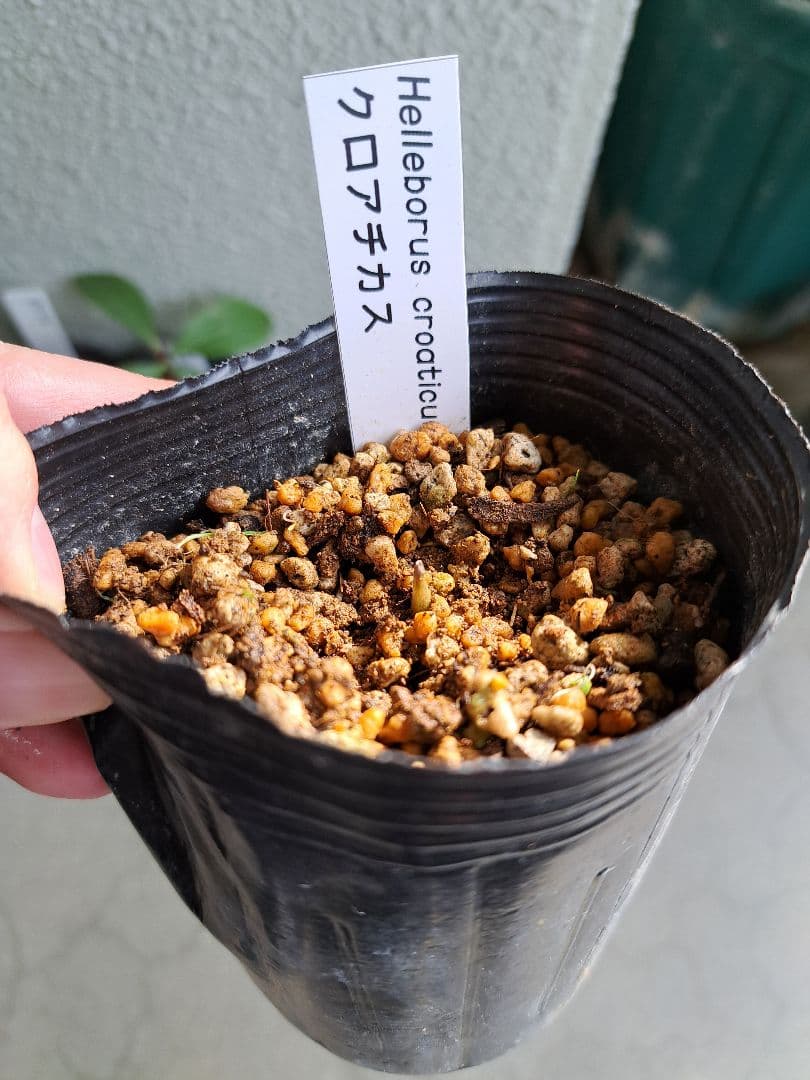 クリスマスローズ 原種 6株セット