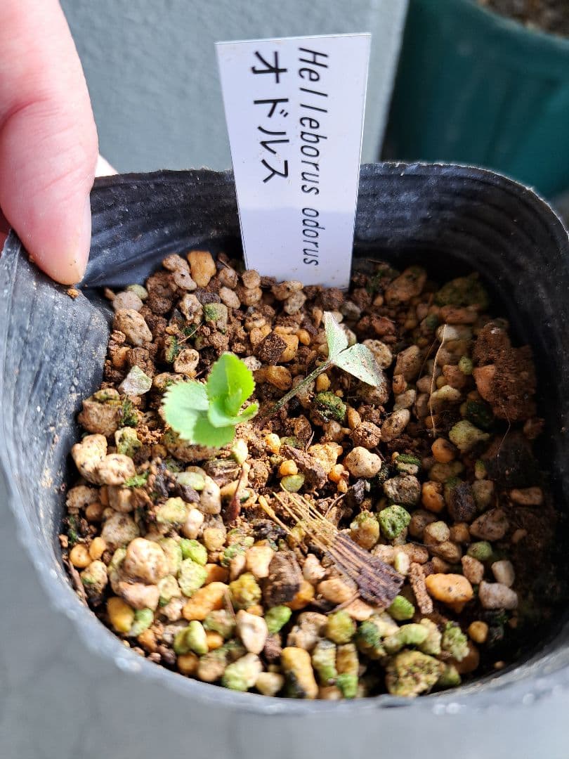 クリスマスローズ 原種 6株セット