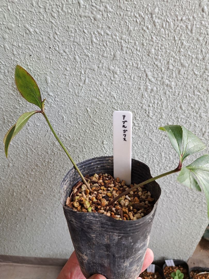 クリスマスローズ 原種 6株セット