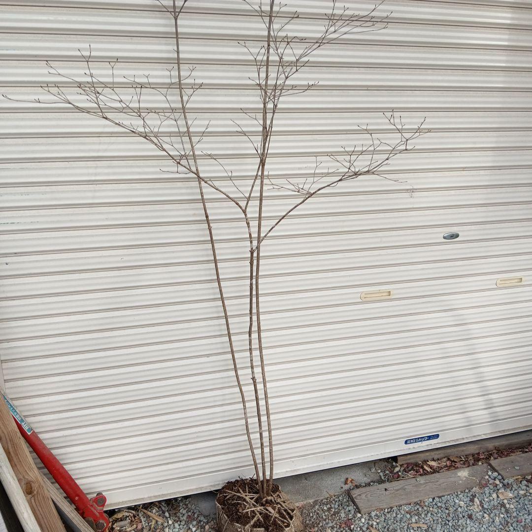 オトコヨウゾメ　山採り　③