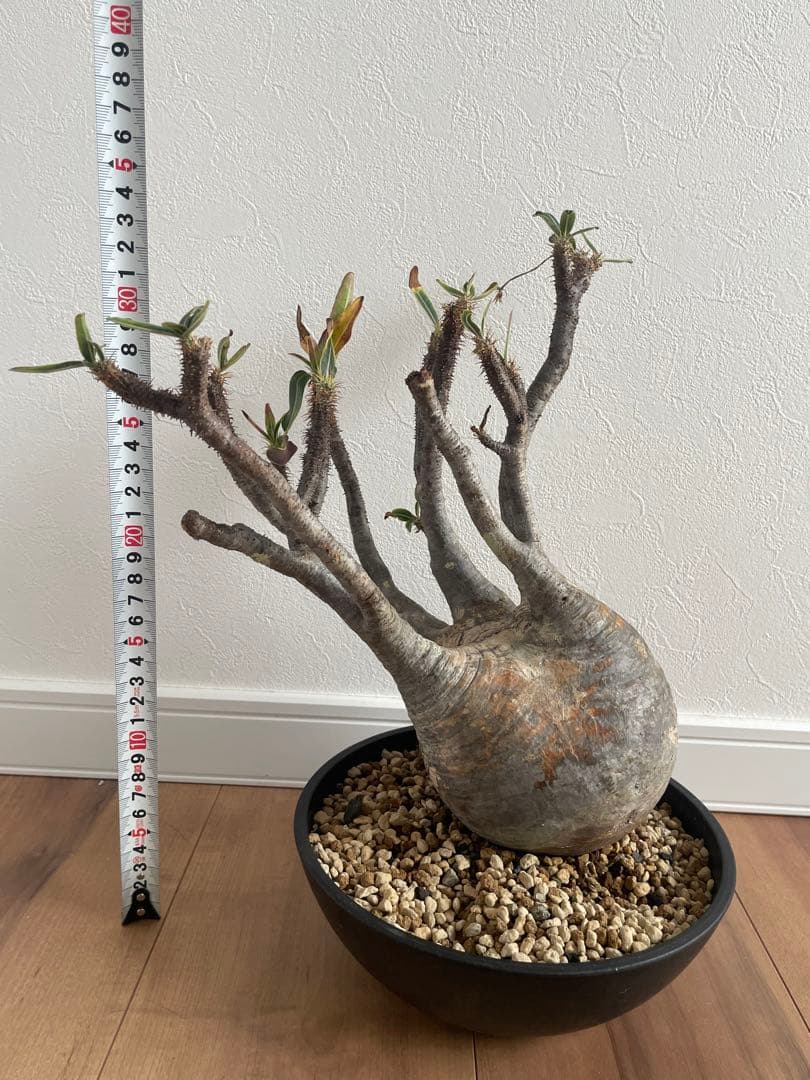 パキポディウムグラキリス　現地球