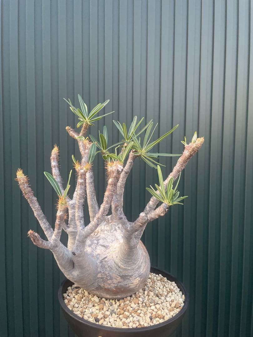 パキポディウムグラキリス　現地球