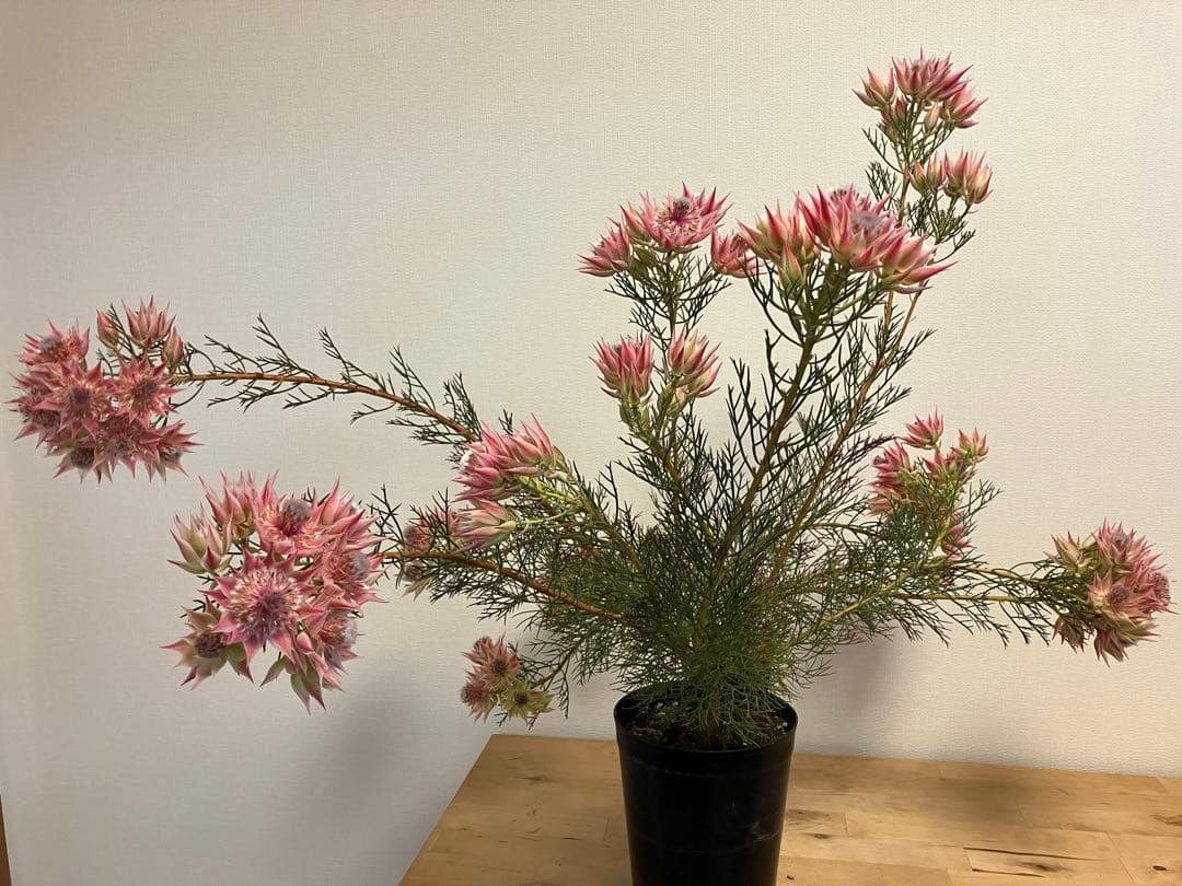 ジョーイセルリア　プリティピンク　6号