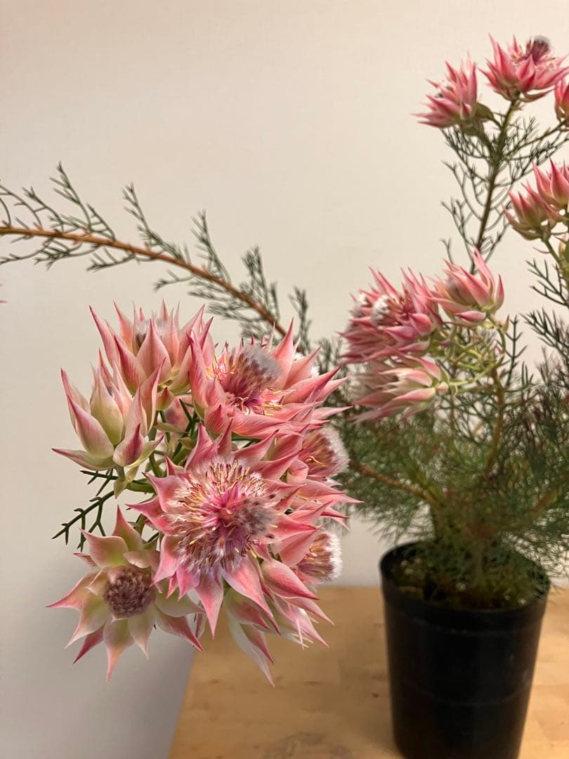 ジョーイセルリア　プリティピンク　6号