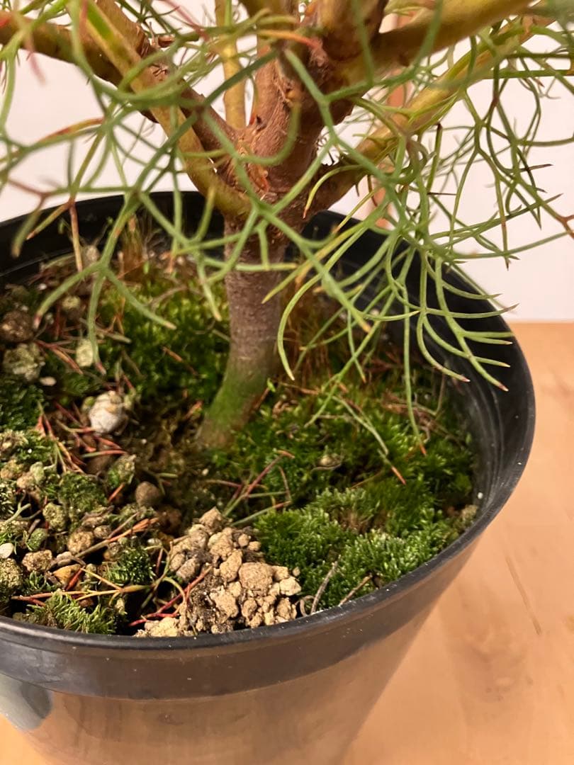 ジョーイセルリア　プリティピンク　6号