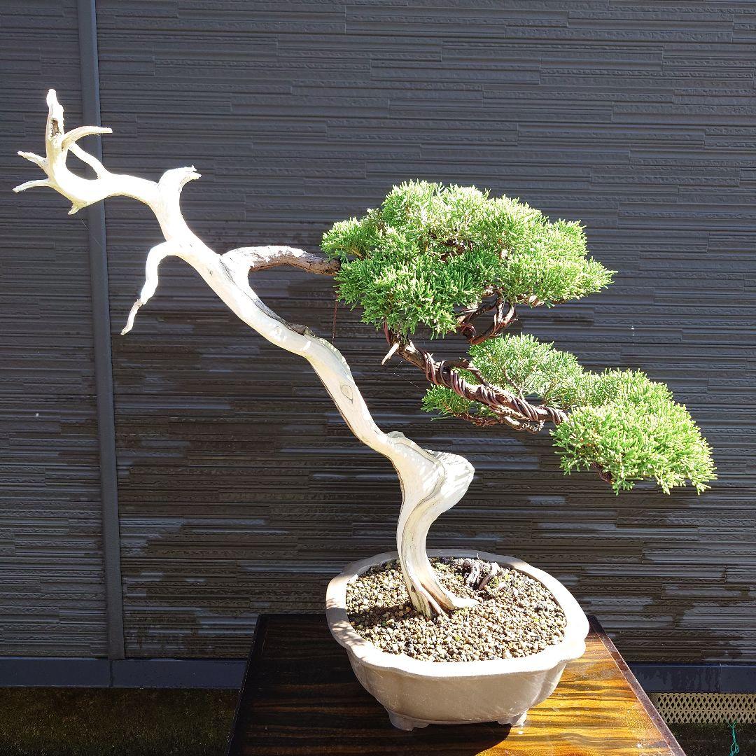 糸魚川　真柏　大品　山木