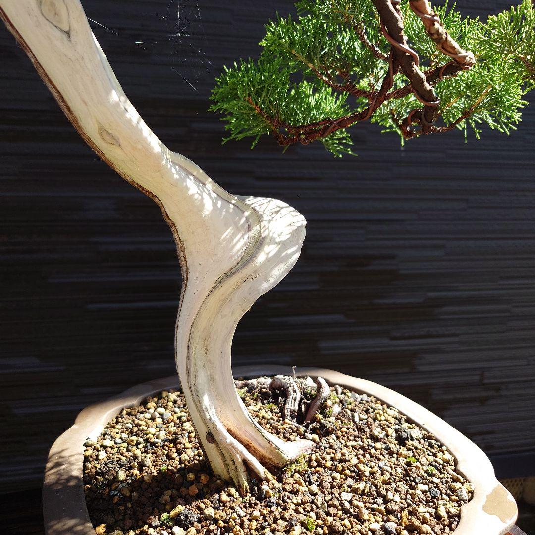 糸魚川　真柏　大品　山木