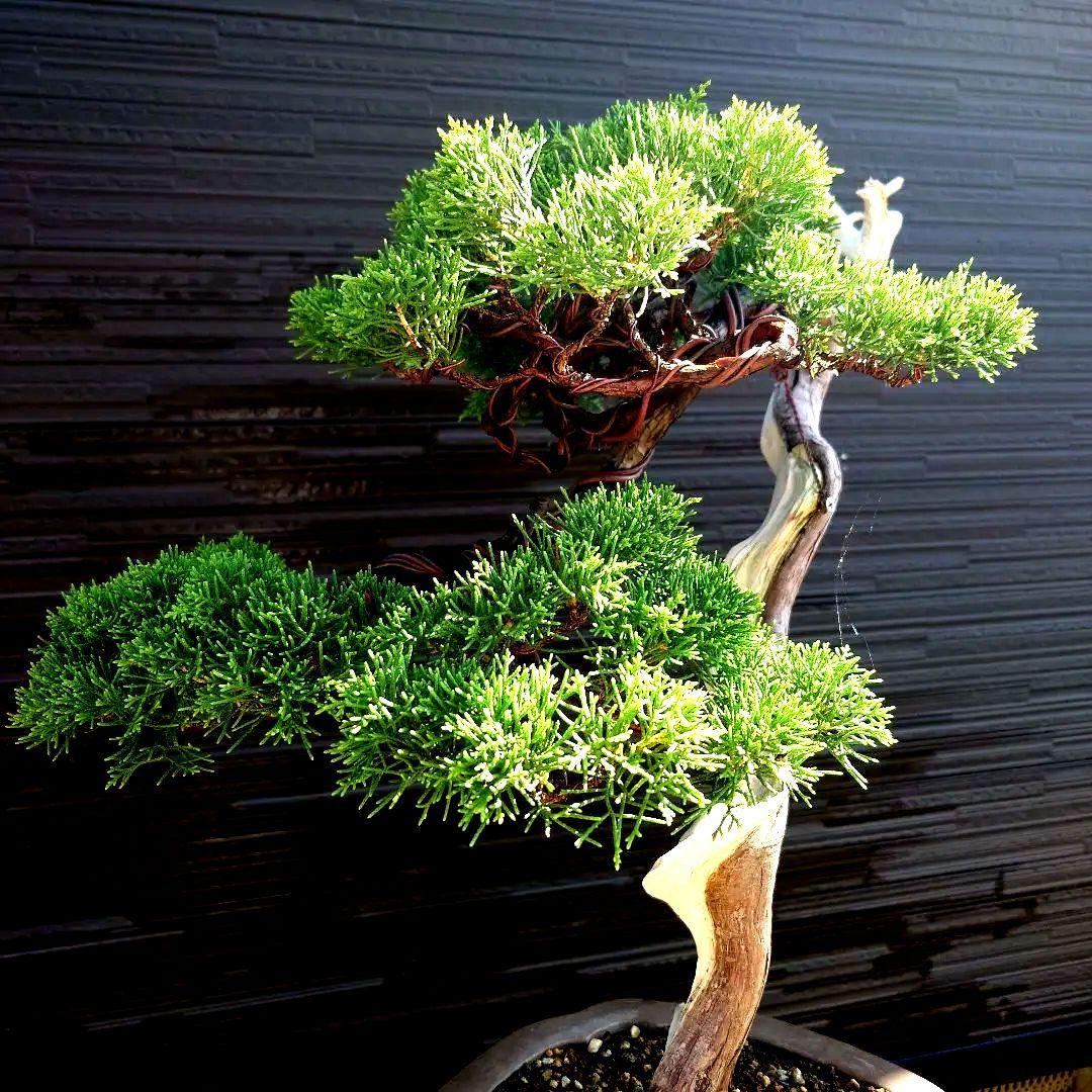 糸魚川　真柏　大品　山木