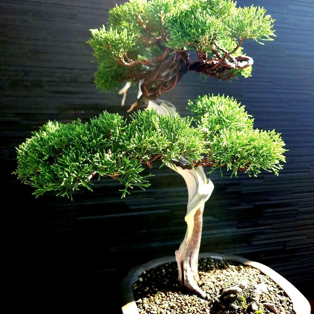 糸魚川　真柏　大品　山木