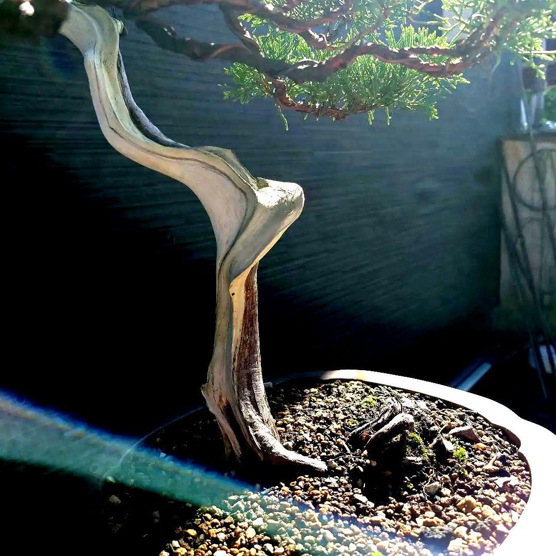 糸魚川　真柏　大品　山木