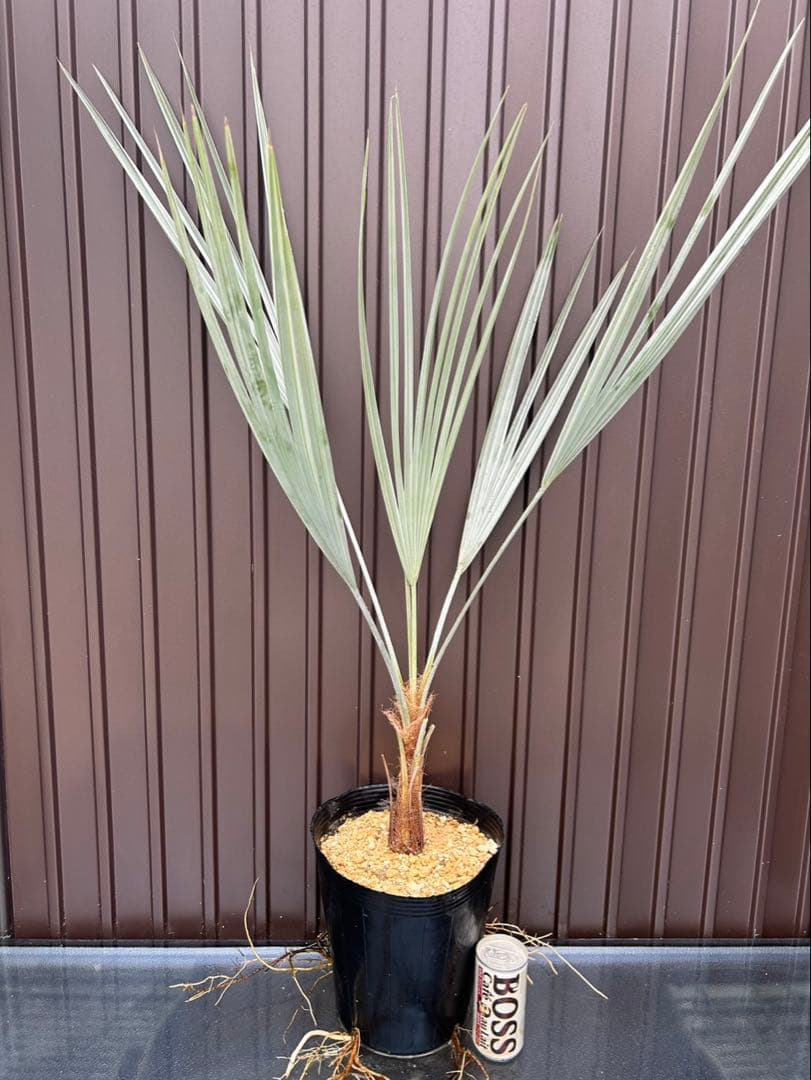 ブラヘア アルマータ C特白 地植え可能株