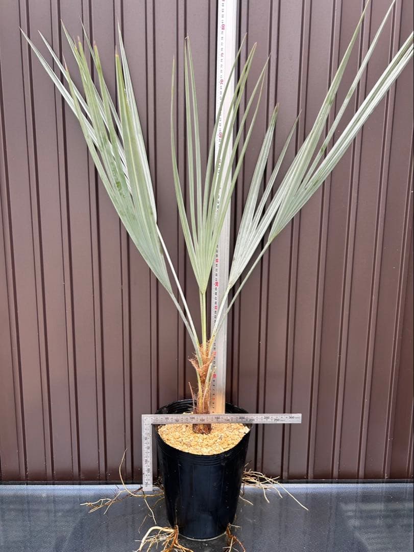 ブラヘア アルマータ C特白 地植え可能株