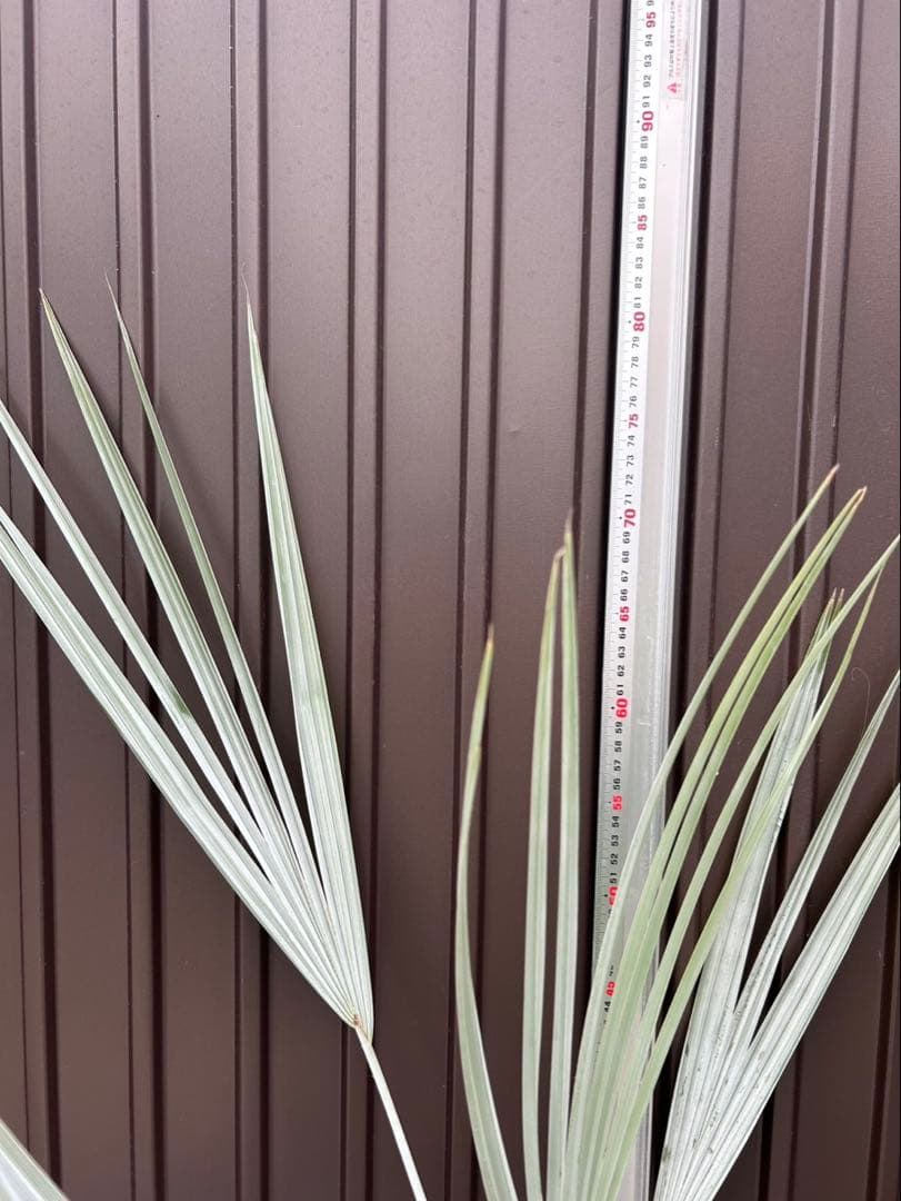 ブラヘア アルマータ C特白 地植え可能株