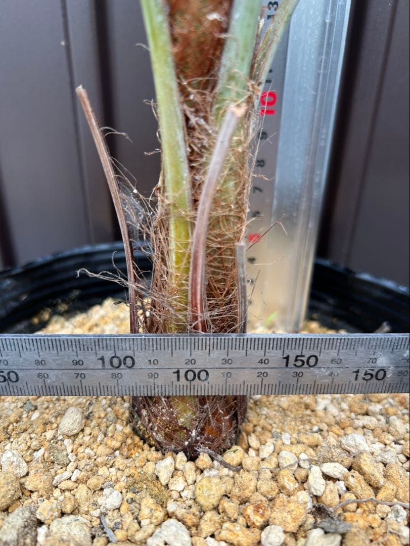 ブラヘア アルマータ C特白 地植え可能株