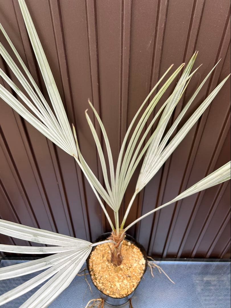 ブラヘア アルマータ C特白 地植え可能株