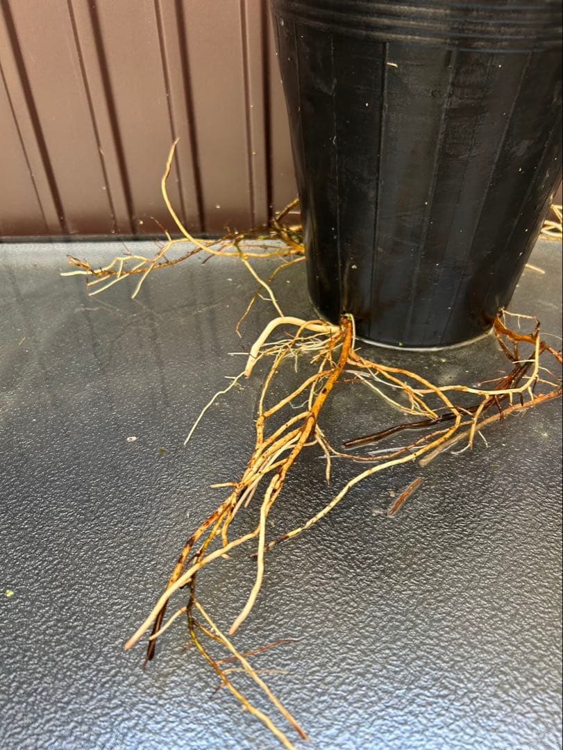 ブラヘア アルマータ C特白 地植え可能株