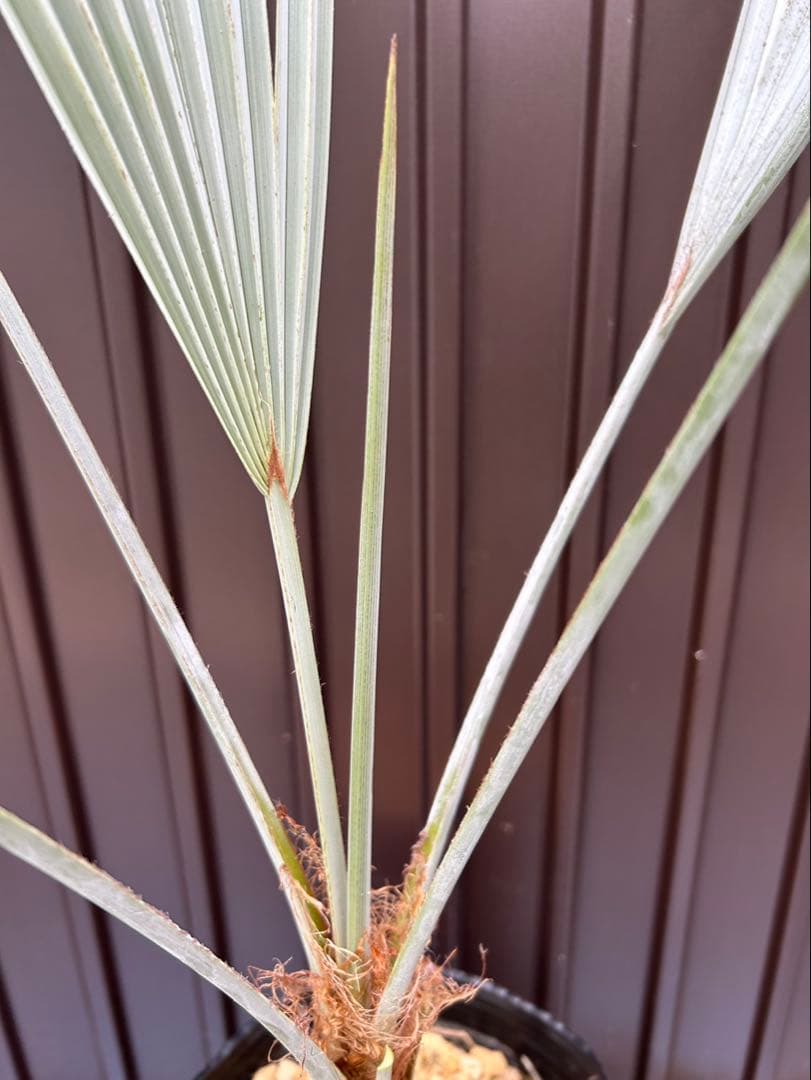ブラヘア アルマータ C特白 地植え可能株