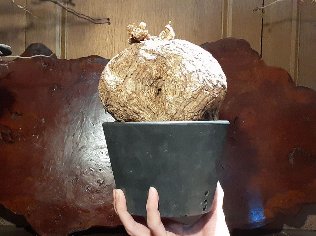 特大！！！　ペラルゴニウム　トリステ　丸株