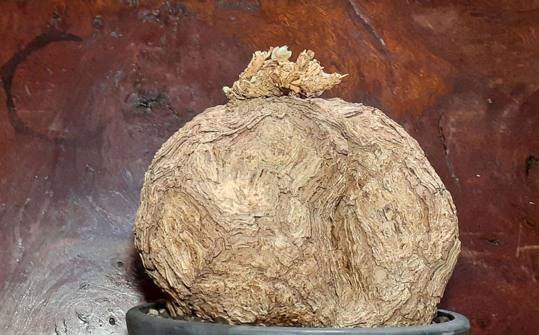 特大！！！　ペラルゴニウム　トリステ　丸株