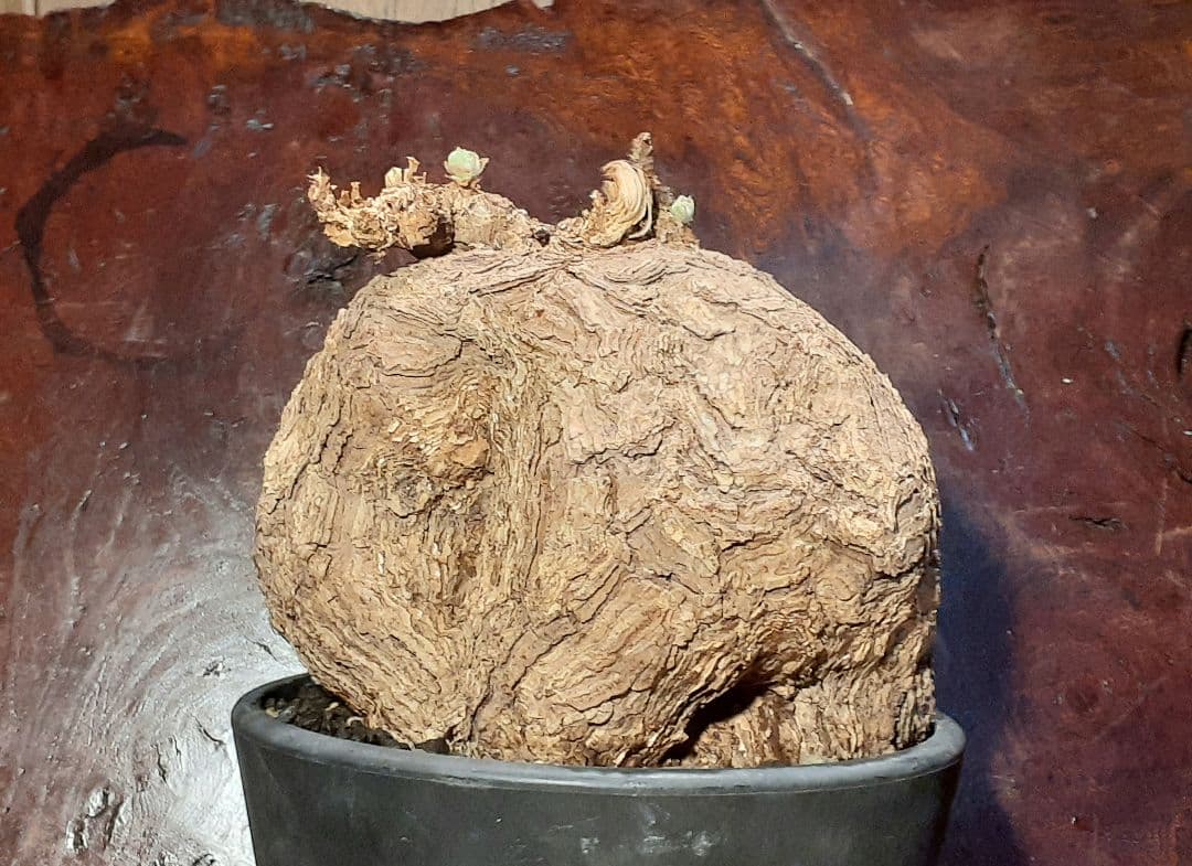 特大！！！　ペラルゴニウム　トリステ　丸株