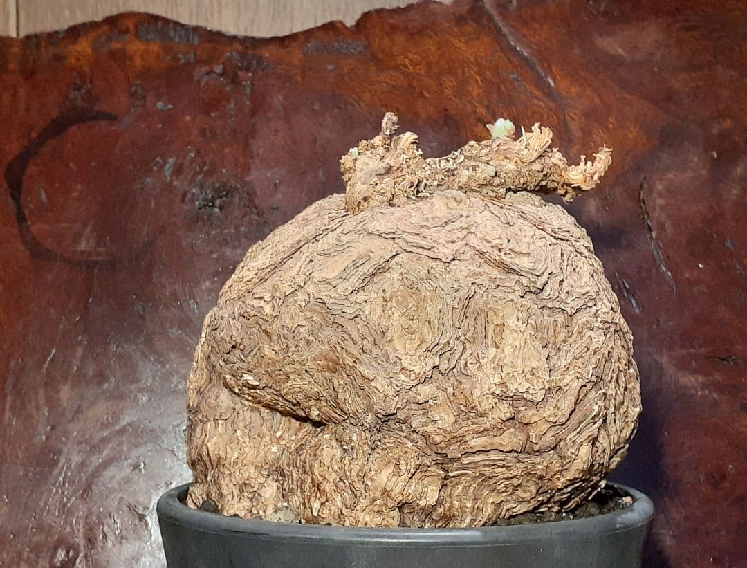 特大！！！　ペラルゴニウム　トリステ　丸株