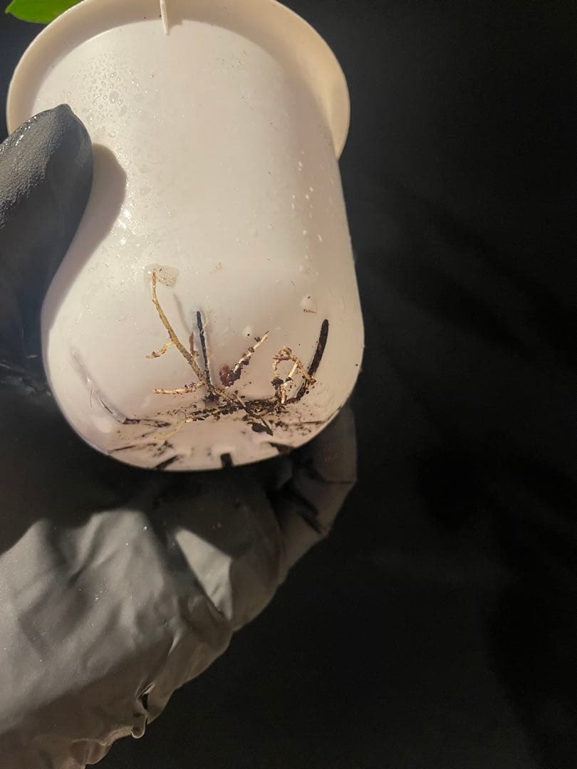 極めて希少種レア hoya desvoeuxensis サクララン