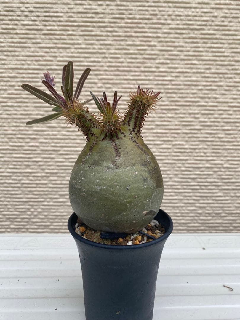 現地球　グラキリス　卵型　良型　美株　コレクション　緑肌　選抜　パキポディウム