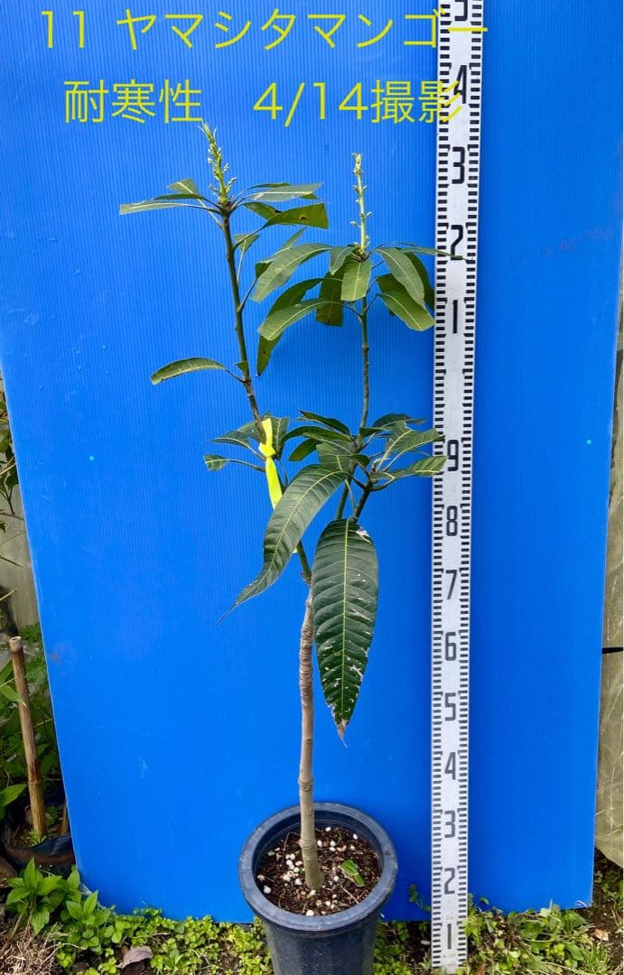 花芽・11 ヤマシタマンゴー　耐寒性　特選フルーツ