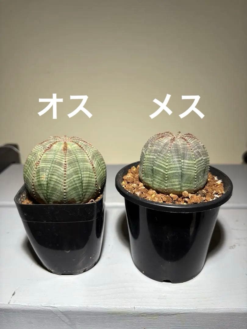 ユーフォルビア　オベサ　雄雌セット