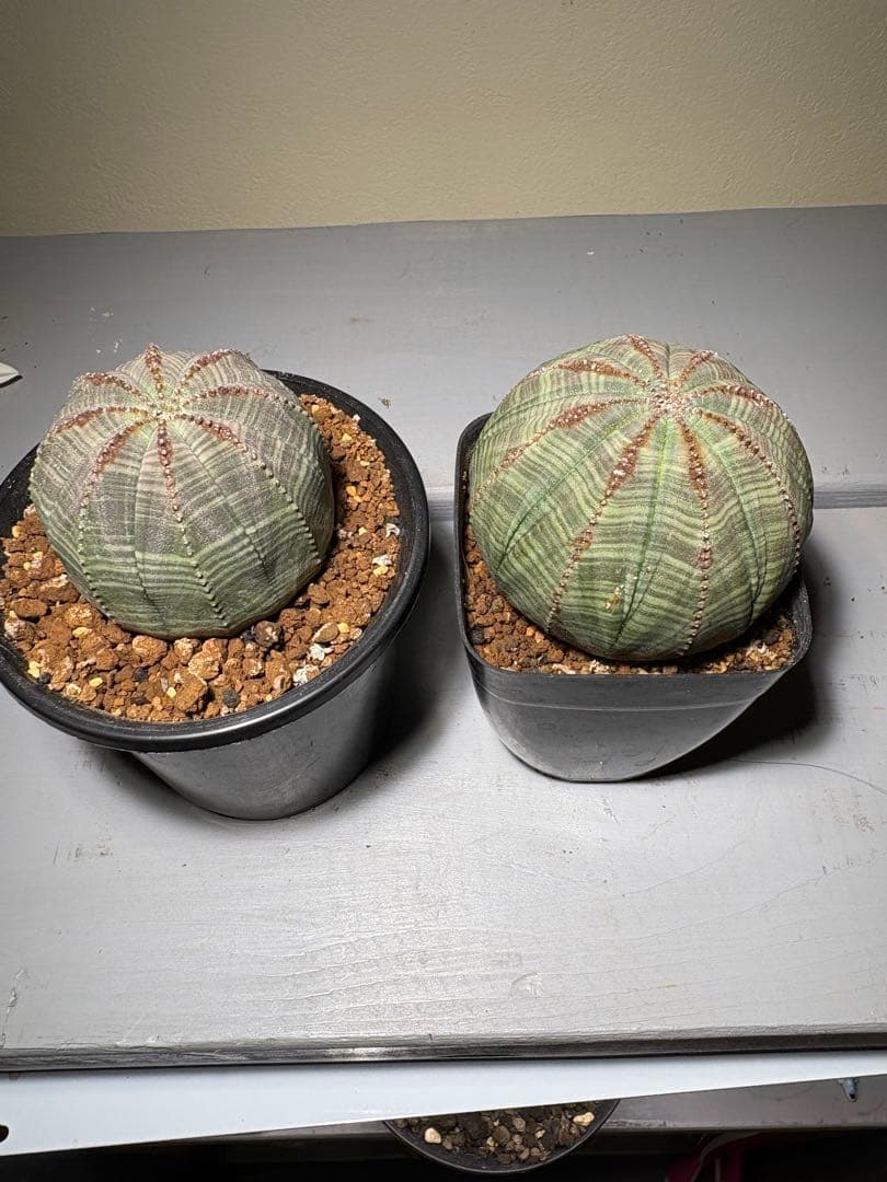 ユーフォルビア　オベサ　雄雌セット