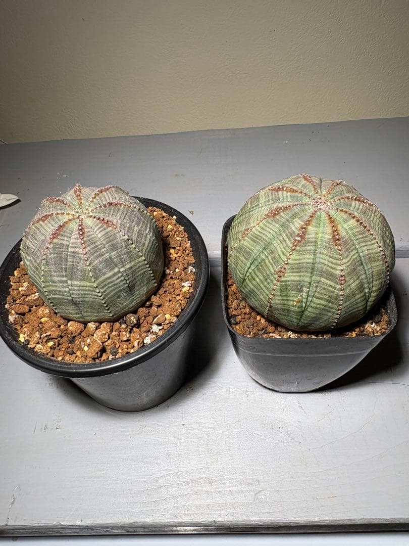 ユーフォルビア　オベサ　雄雌セット