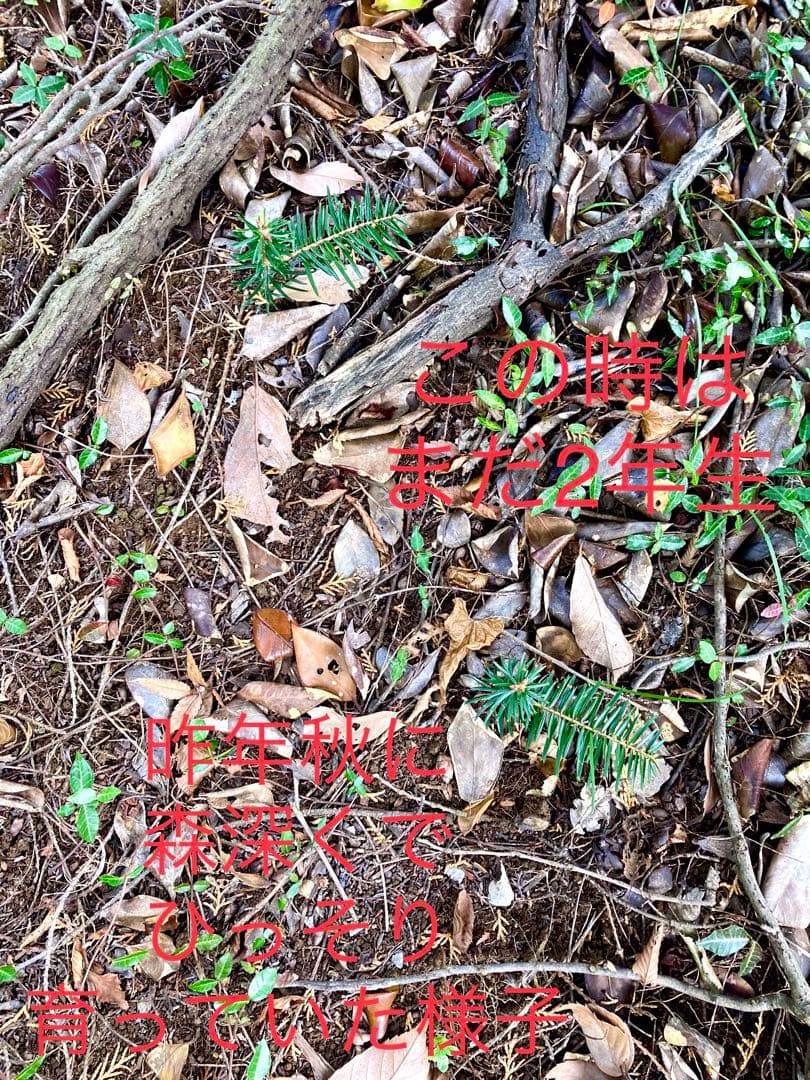 希望の象徴！幸運木【森からやって来た天然野生のもみの木さん＊樅の木】今年3年生！