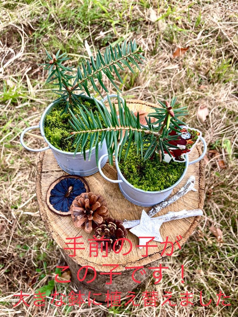 希望の象徴！幸運木【森からやって来た天然野生のもみの木さん＊樅の木】今年3年生！
