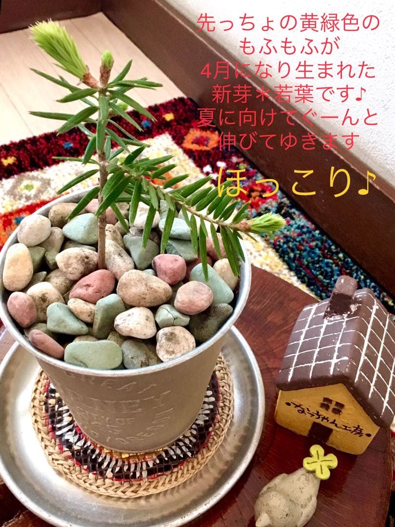 希望の象徴！幸運木【森からやって来た天然野生のもみの木さん＊樅の木】今年3年生！