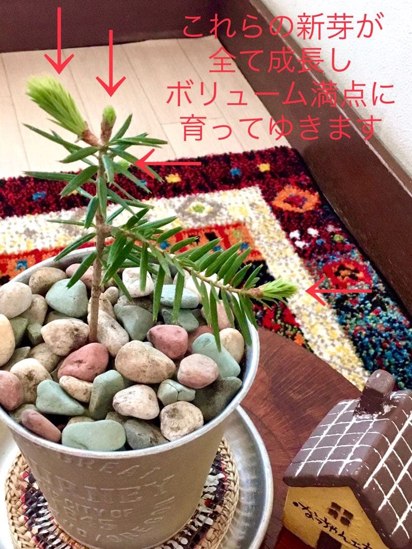 希望の象徴！幸運木【森からやって来た天然野生のもみの木さん＊樅の木】今年3年生！