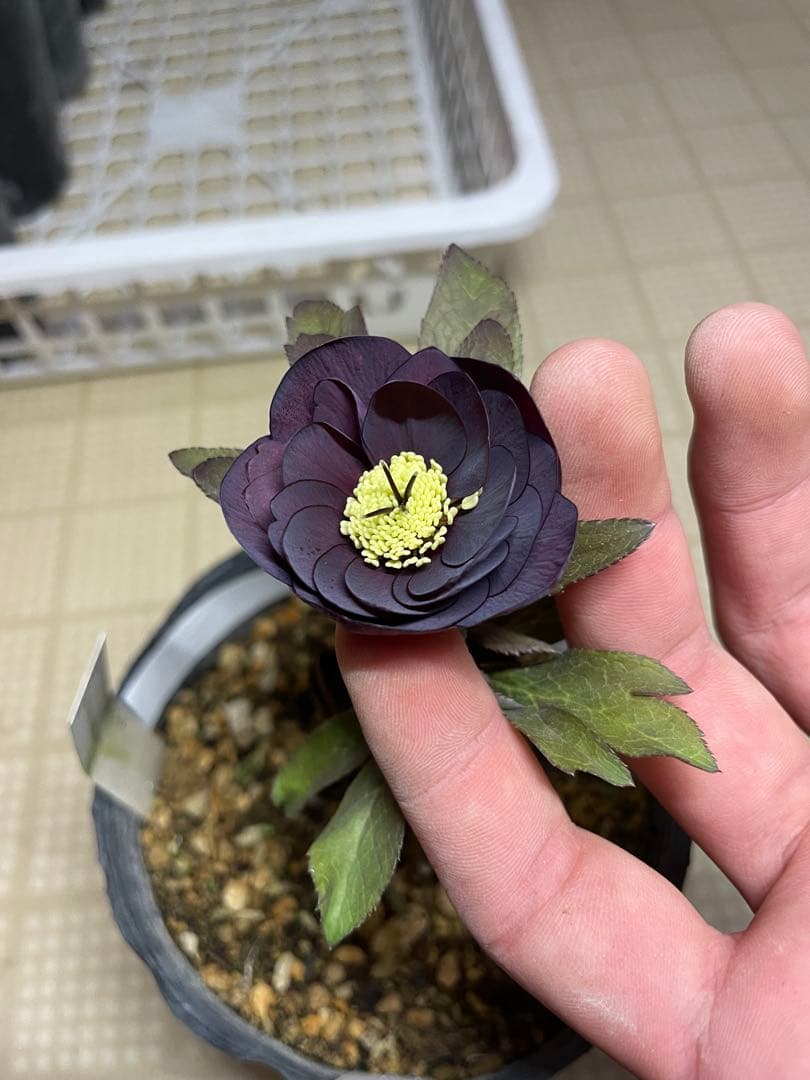 加藤農園 鴉葉 リトルコレクション クリスマスローズ