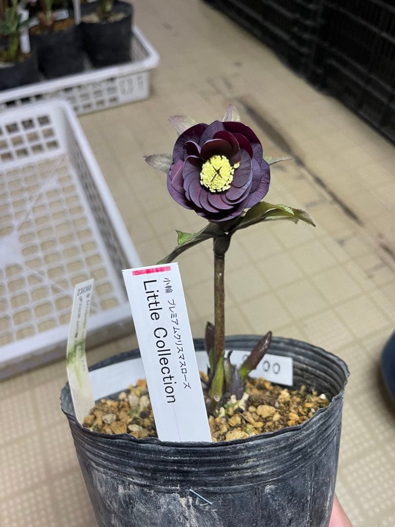 加藤農園 鴉葉 リトルコレクション クリスマスローズ