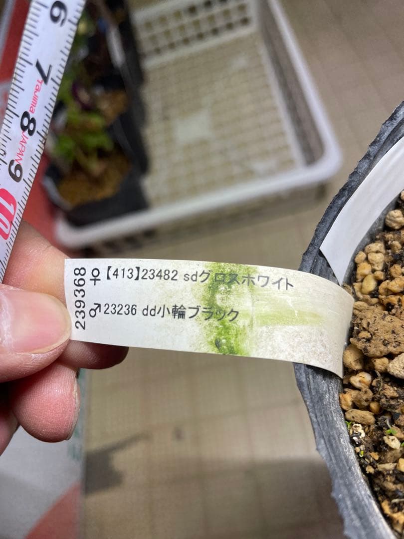 加藤農園 鴉葉 リトルコレクション クリスマスローズ