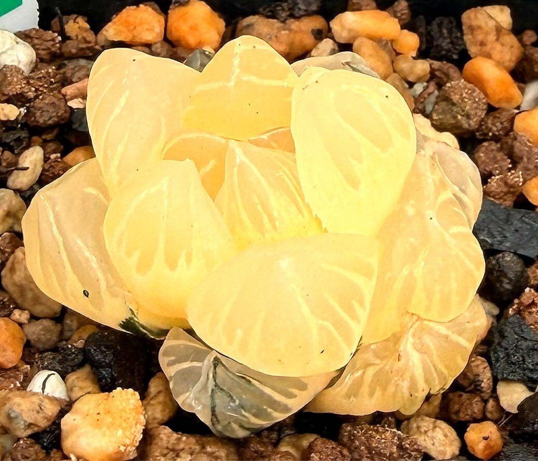 微根発根済‼️極上班‼️多肉植物 ハオルチア オブツーサ錦 水中月錦 抜き苗２０７