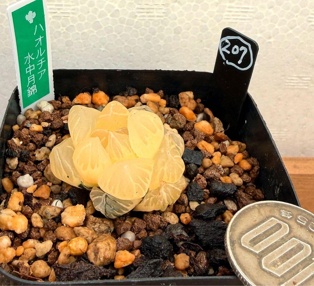 微根発根済‼️極上班‼️多肉植物 ハオルチア オブツーサ錦 水中月錦 抜き苗２０７
