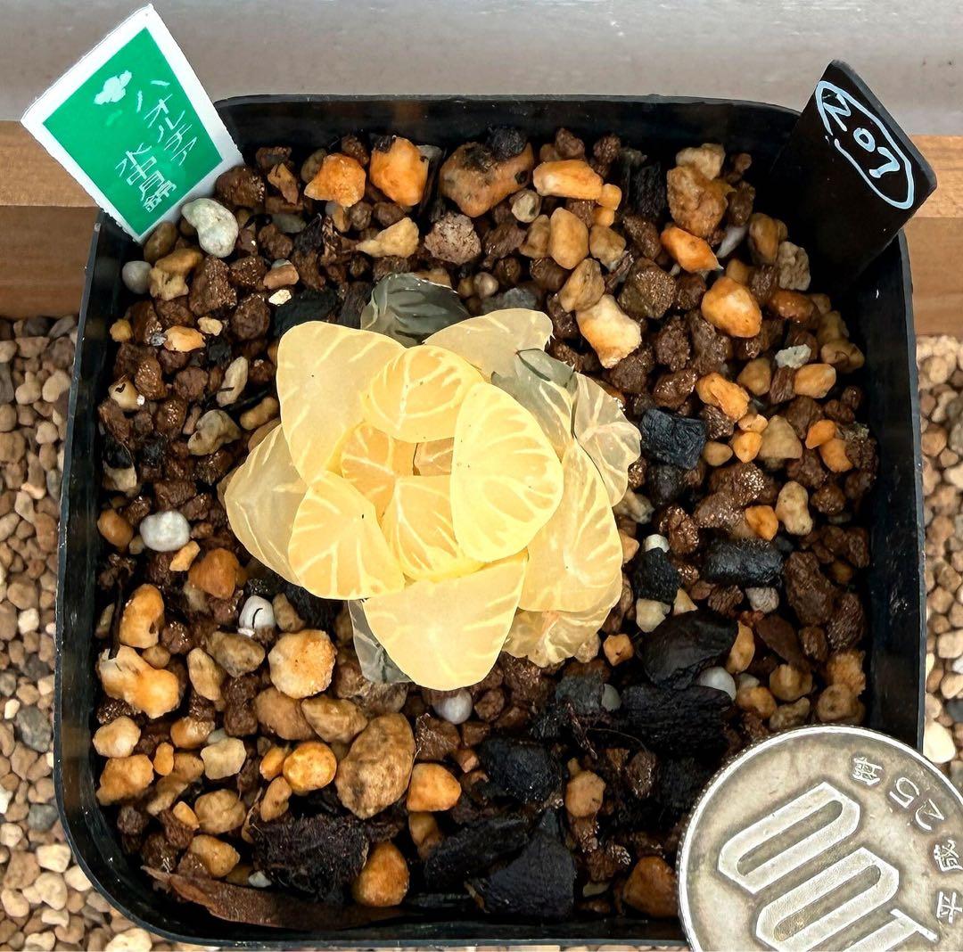 微根発根済‼️極上班‼️多肉植物 ハオルチア オブツーサ錦 水中月錦 抜き苗２０７