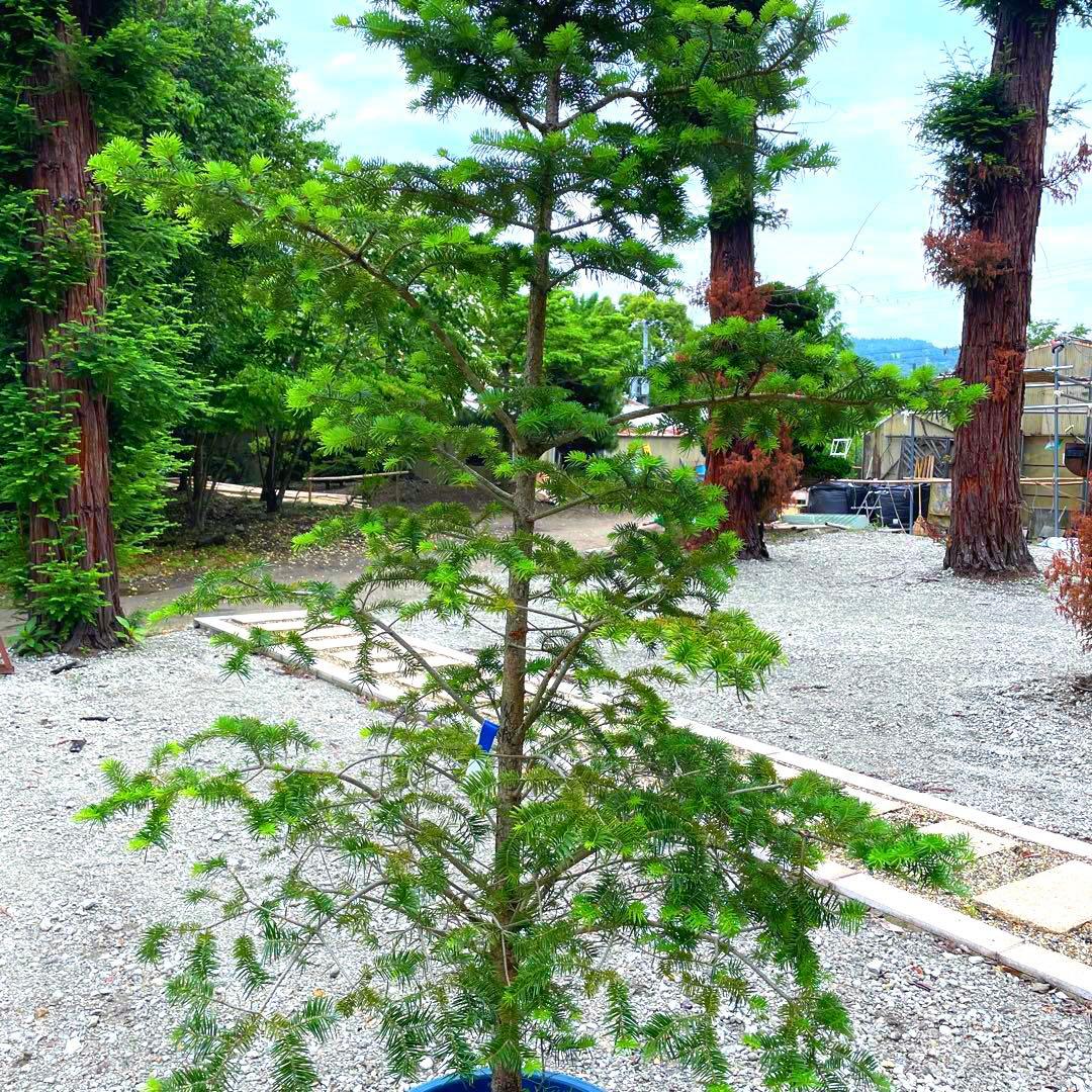 モミ,モミの木。引き取り限定❗️