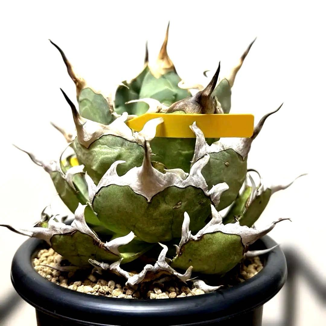 アガベ 親株出品 ハデス 鉢植発送 極上血統 大株