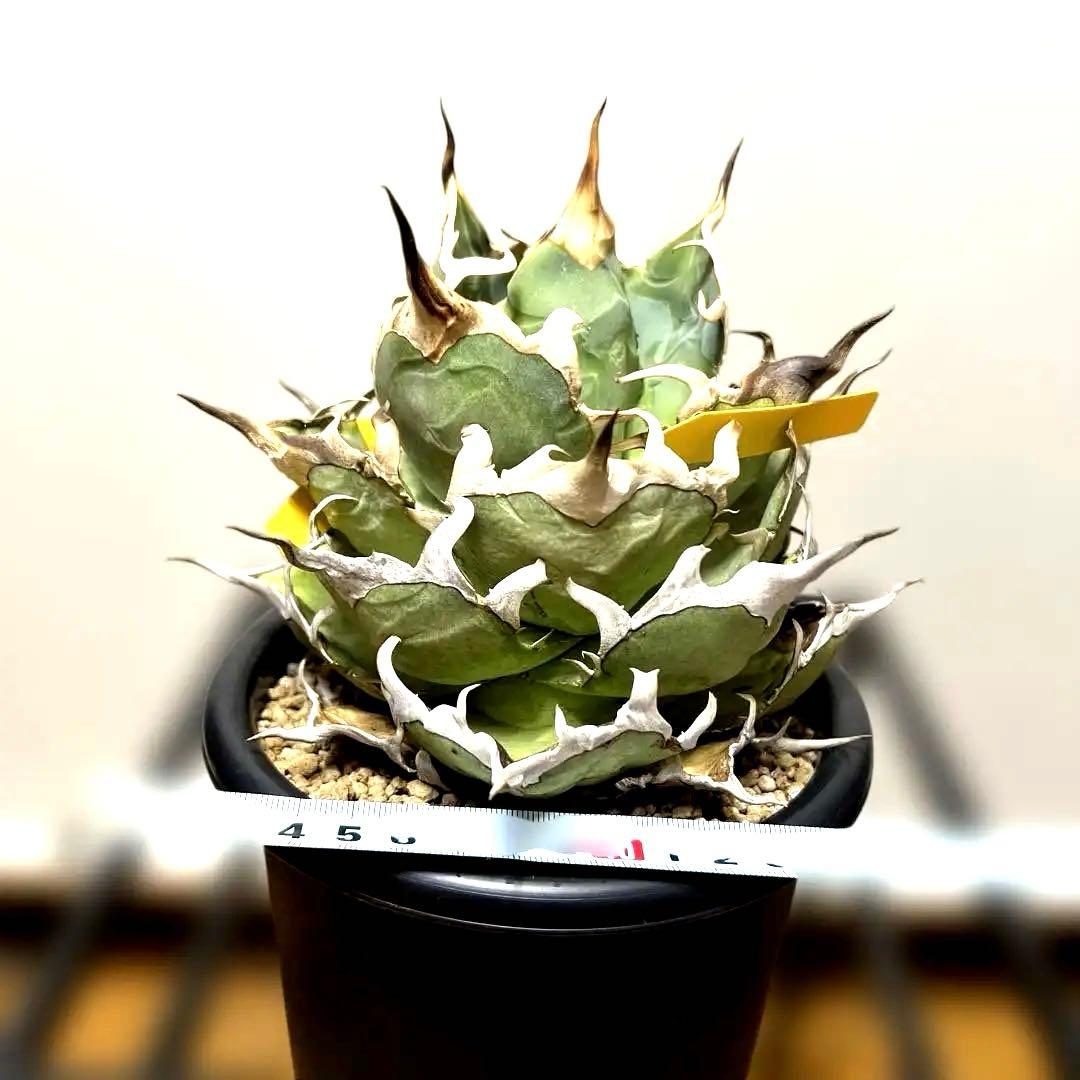 アガベ 親株出品 ハデス 鉢植発送 極上血統 大株