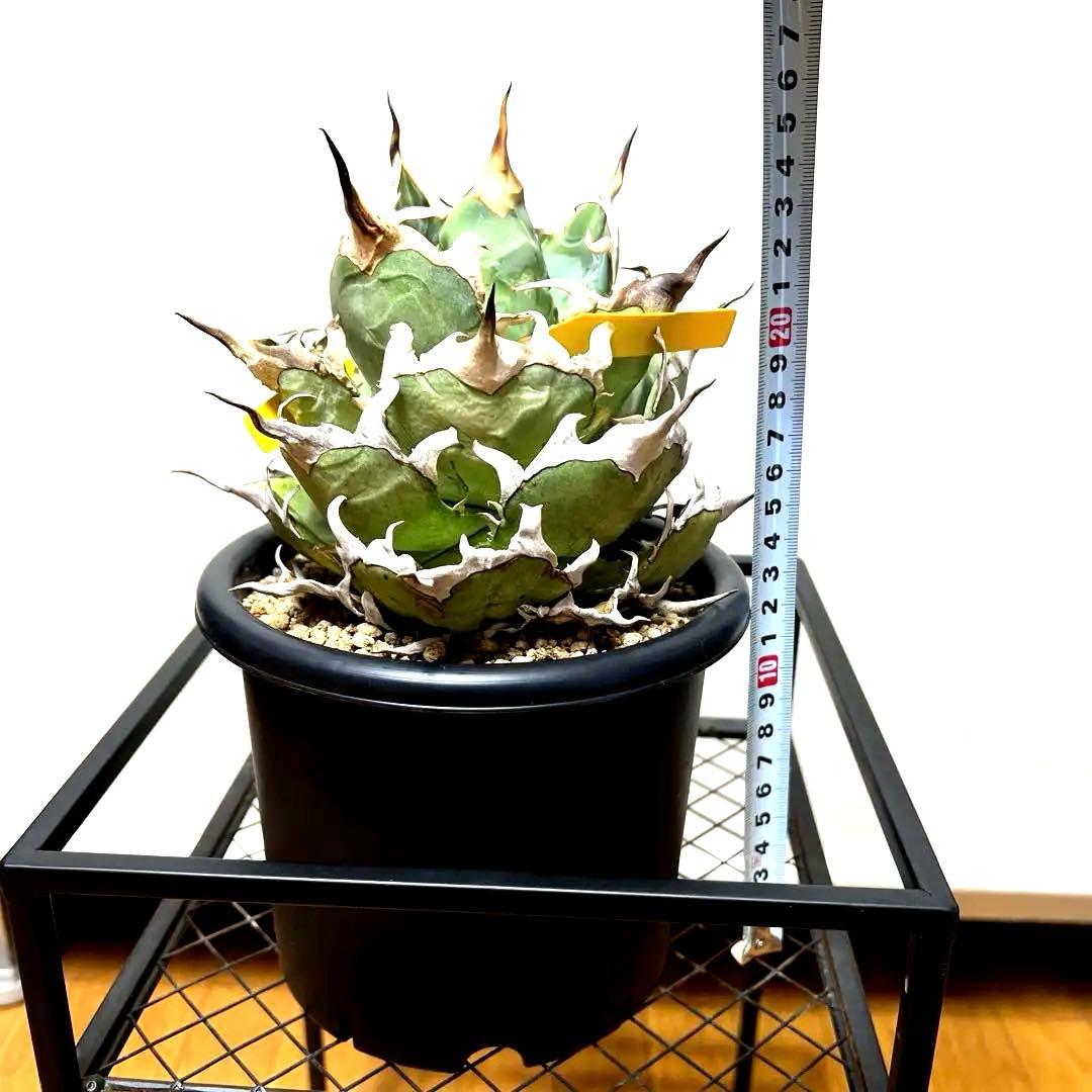 アガベ 親株出品 ハデス 鉢植発送 極上血統 大株