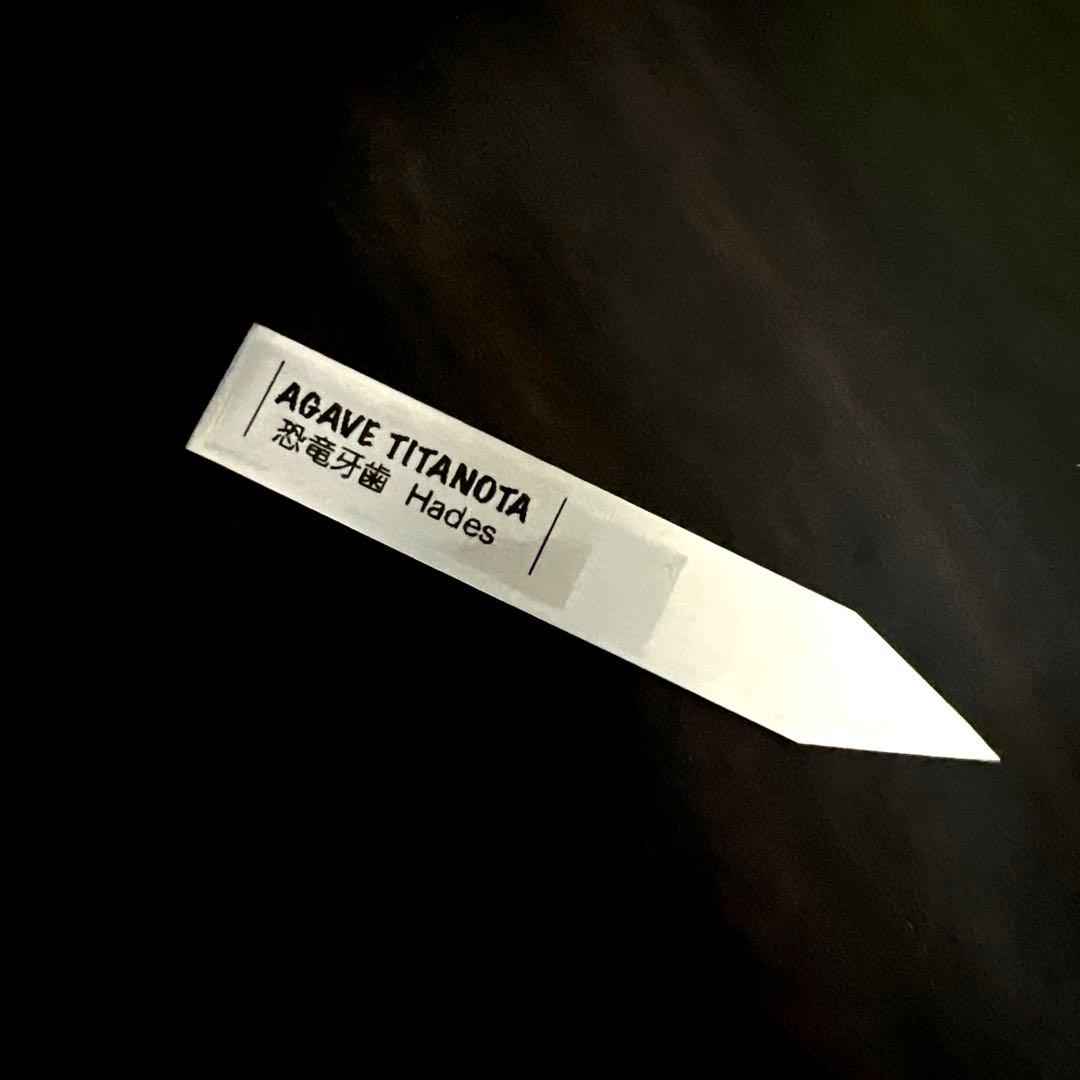 アガベ 親株出品 ハデス 鉢植発送 極上血統 大株