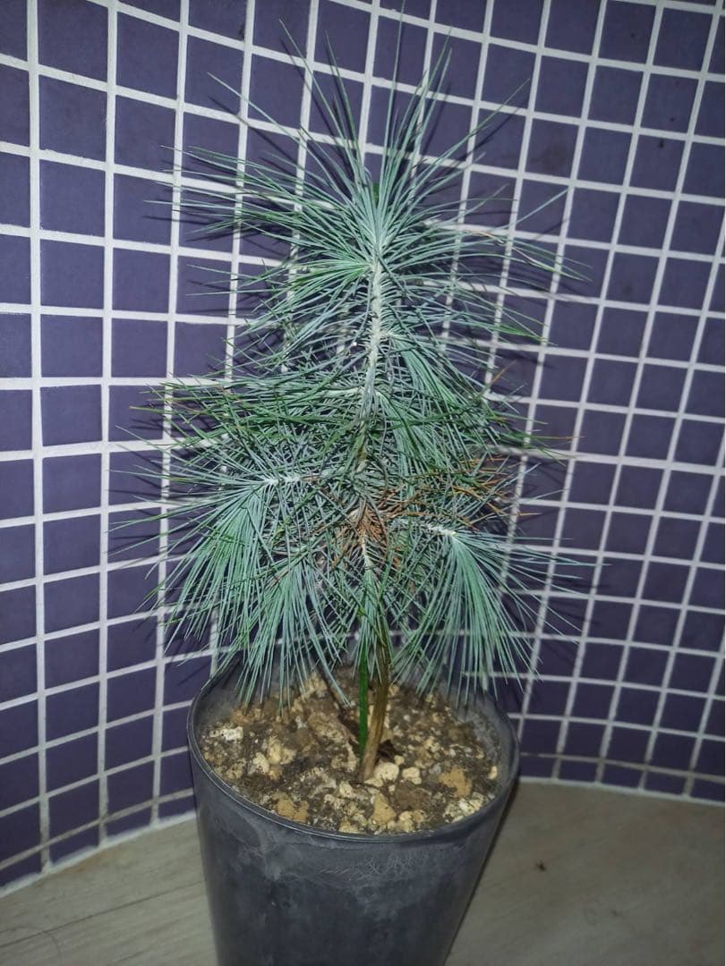 マルチネス ピニョンマツ